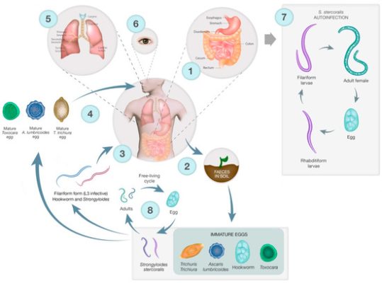 bélféreg, parazita fertőzés